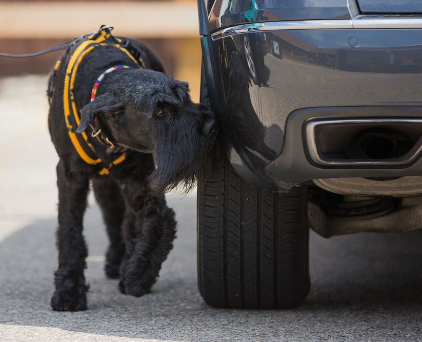 The Bavarian Farmer's Dog